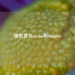 域名含义xixiku和langniao
